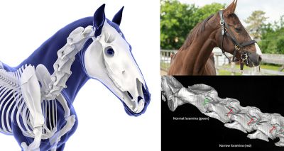 RVC to offer minimally-invasive equine spine surgery
